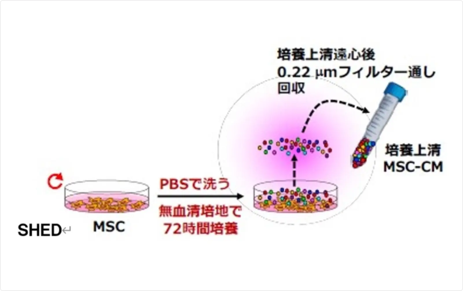 図3：歯髄幹細胞培養上清の製造