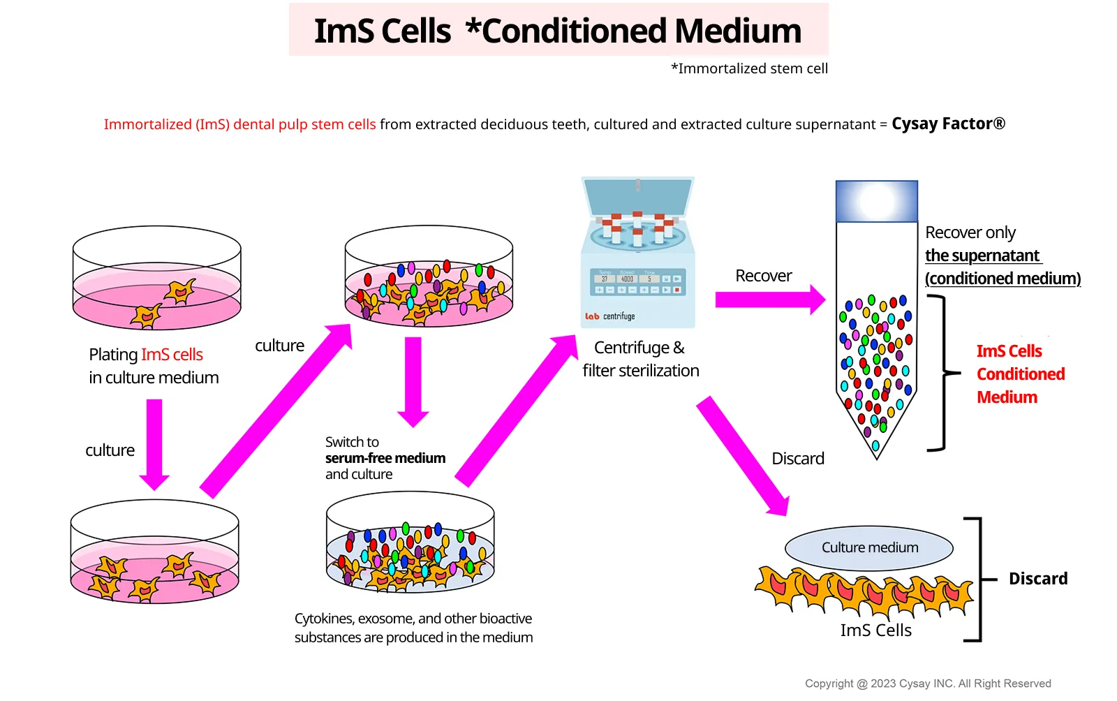 Fig.2: pulp stem cell