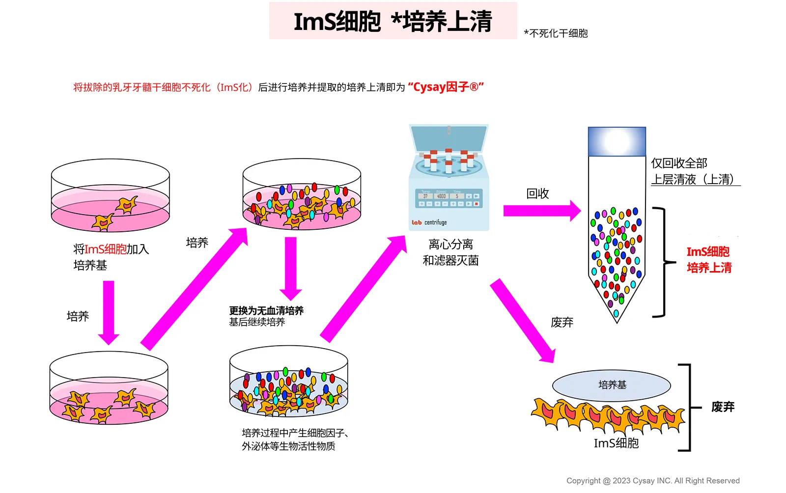 图2：牙髓干细胞